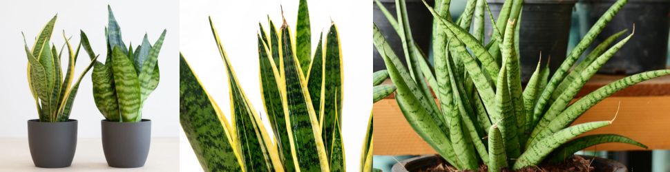 Sansevieria op dressoir