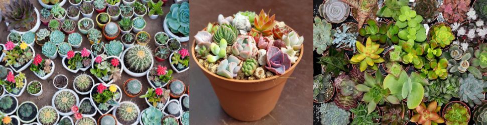 Vetplanten voor op je dressoir