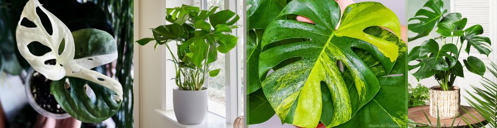 Een Monstera voor op je dressoir
